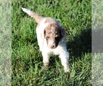 Small Photo #55 Goldendoodle Puppy For Sale in HOWARD CITY, MI, USA