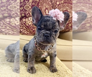 French Bulldog Puppy for sale in SNELLVILLE, GA, USA