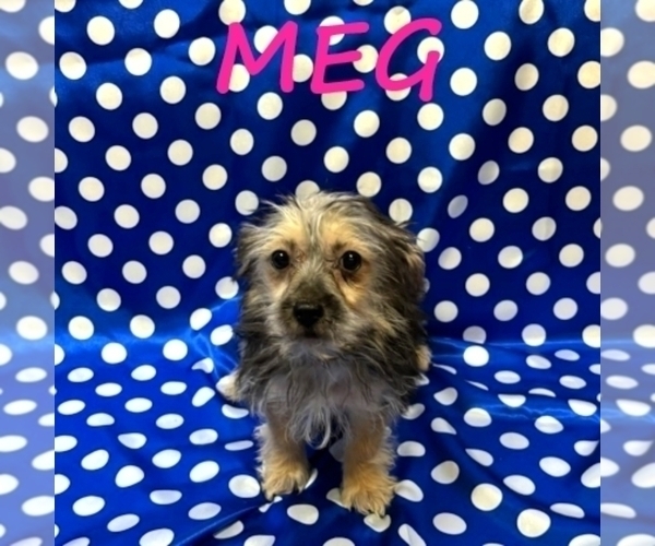 Medium Photo #2 YorkiePoo Puppy For Sale in HARTLAND, MN, USA