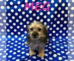 Small #1 YorkiePoo