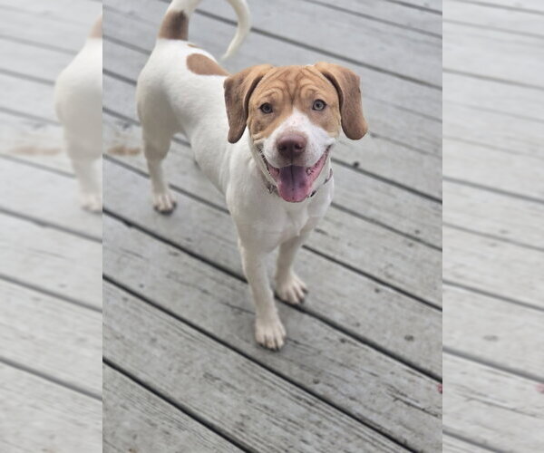 Medium Photo #1 Labrador Retriever-Unknown Mix Puppy For Sale in Orlando, FL, USA