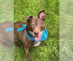 Small #4 American Pit Bull Terrier-Labrador Retriever Mix
