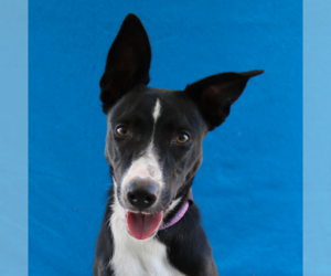 Australian Kelpie Dogs for adoption in Pasadena, CA, USA