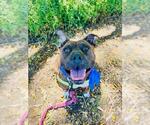 Small American Pit Bull Terrier Mix