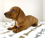 Small #6 Dachshund