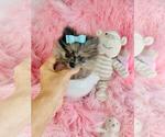 Small #4 Pomeranian