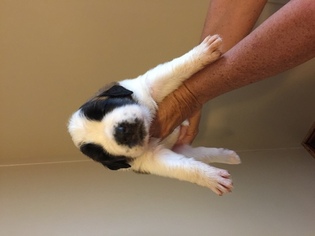 Saint Bernard Puppy for sale in ARCADIA, FL, USA