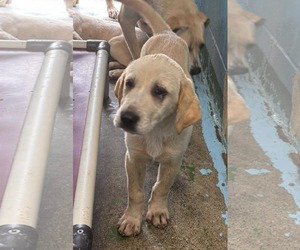 Labrador Retriever-Unknown Mix Dogs for adoption in Rustburg, VA, USA