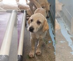Small Labrador Retriever Mix