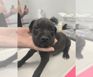 American Pit Bull Terrier-Unknown Mix Dogs for adoption in Corpus Christi, TX, USA