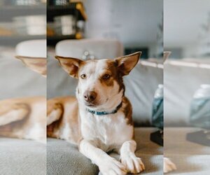 Australian Shepherd-Unknown Mix Dogs for adoption in OKLAHOMA CITY, OK, USA