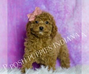 Cavapoo (Miniature) Puppy for sale in WARSAW, IN, USA