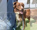 Small Border-Aussie