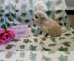 Small Photo #23 Maltipoo (Miniature) Puppy For Sale in BROOKFIELD, MO, USA