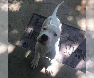 Dogo Argentino Puppy for sale in BRIDGE CITY, TX, USA