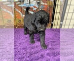 Small Photo #8 Labradoodle Puppy For Sale in CRAIG, NE, USA