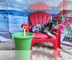 Small #4 French Bulldog