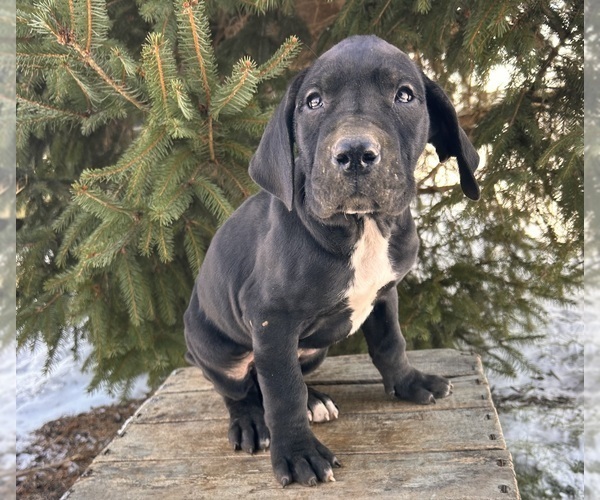 Medium Photo #4 Great Dane Puppy For Sale in MIDDLEBURY, IN, USA