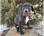 Small #3 Great Dane
