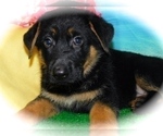 Small Photo #2 German Shepherd Dog Puppy For Sale in HAMMOND, IN, USA