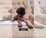 Puppy 4 Mastiff