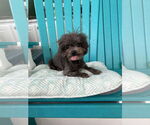 Small Mutt