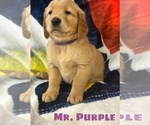 Puppy Mr Purple Golden Retriever