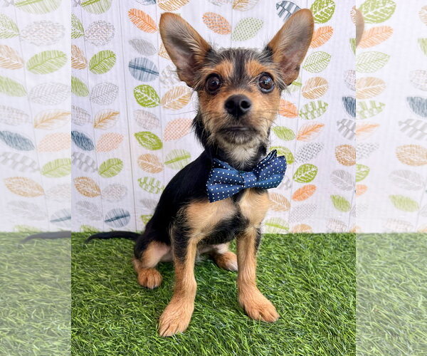 Medium Photo #12 Chihuahua-Unknown Mix Puppy For Sale in Corona, CA, USA