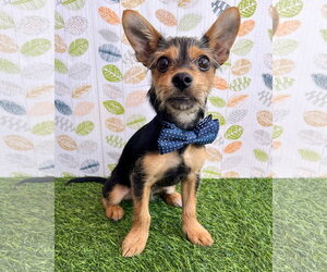 Moose - Male Chihuahua-Unknown Mix Dog for Adoption - Photo #12