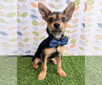 Small #11 Chihuahua Mix
