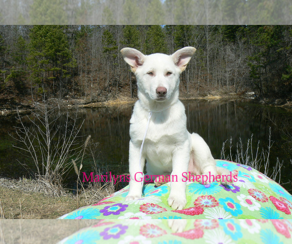 Medium Photo #2 German Shepherd Dog Puppy For Sale in PIEDMONT, MO, USA