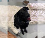 Small #6 Labrador Retriever Mix