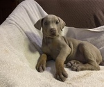 Small Photo #1 Doberman Pinscher Puppy For Sale in BRISTOL, CT, USA