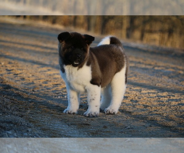 Medium Photo #24 Akita Puppy For Sale in STRAFFORD, MO, USA