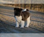 Small Photo #24 Akita Puppy For Sale in STRAFFORD, MO, USA
