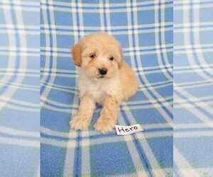 Bichpoo Puppy for sale in HOPKINSVILLE, KY, USA