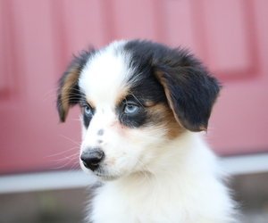 Boerboel Puppy for sale in WESTFIELD, MA, USA