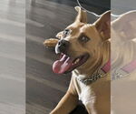 Small #8 American Staffordshire Terrier-Labrador Retriever Mix