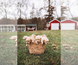 Golden Retriever Litter for sale in VERONA, KY, USA