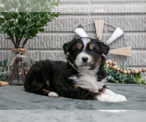 Medium Photo #1 Miniature Australian Shepherd Puppy For Sale in BALTIC, OH, USA