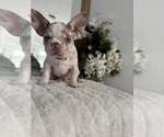 Small #9 French Bulldog