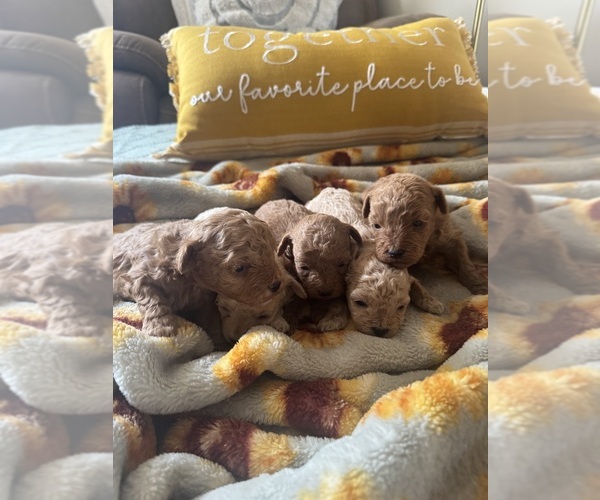 Medium Photo #3 Poodle (Toy) Puppy For Sale in LIVE OAK, FL, USA