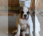 Small Photo #1 American Bulldog Puppy For Sale in AURORA, IL, USA