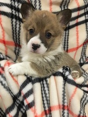 Medium Pembroke Welsh Corgi