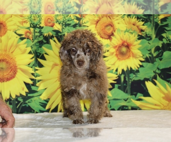 Medium Photo #34 Poodle (Toy) Puppy For Sale in DYERSBURG, TN, USA