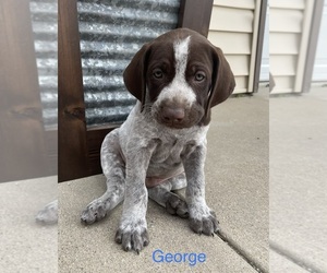 German Shorthaired Pointer-German Wirehaired Pointer Mix Puppy for sale in ALBANY, MN, USA