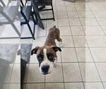 Small #1 Boxer