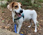 Small Photo #2 English Foxhound-Unknown Mix Puppy For Sale in Cary, NC, USA