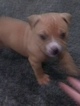 Small Photo #7 American Bully Puppy For Sale in BEAR GAP, PA, USA