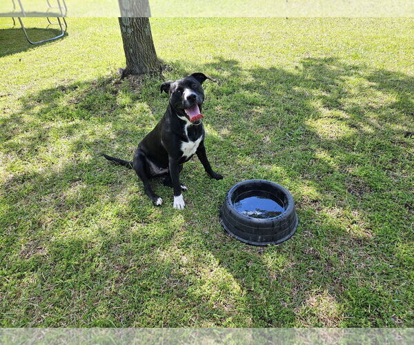 Medium Photo #5 Retriever -Unknown Mix Puppy For Sale in Spring Lake, NC, USA